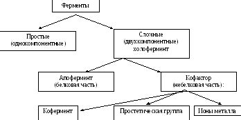 Природа кофакторов ферментов