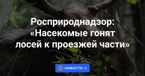 Приспособление лосей к непривычным окружающим условиям