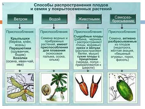 Приспособления самоплодных плодов