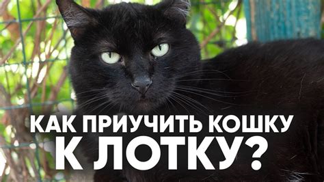 Приучение котенка к лотку