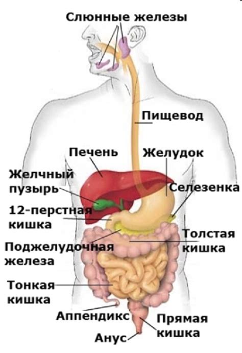 Причина 2: Нарушение пищеварения и ферментативная недостаточность