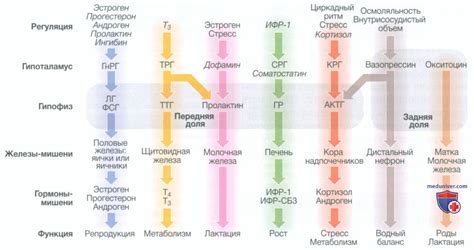 Причины, связанные с физиологией