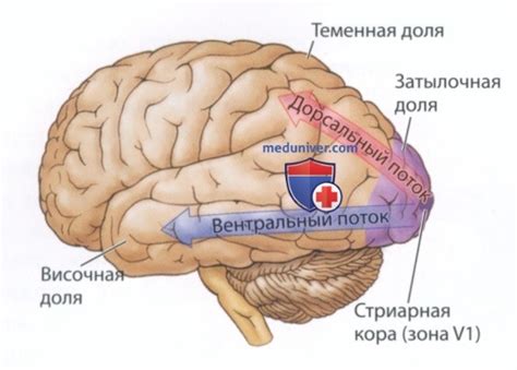 Причины возникновения асимметрии просвета корешковых каналов