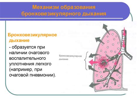 Причины возникновения изменений везикулярного дыхания