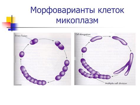 Причины возникновения микоплазмы и уреаплазмы