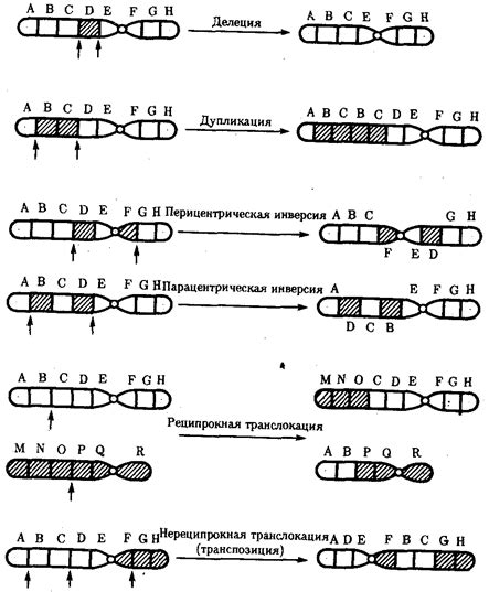 Причины возникновения мутации