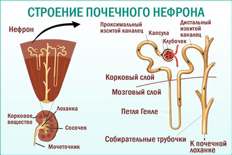 Причины возникновения нефротического синдрома