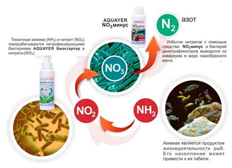 Причины возникновения нитратов в аквариумной воде