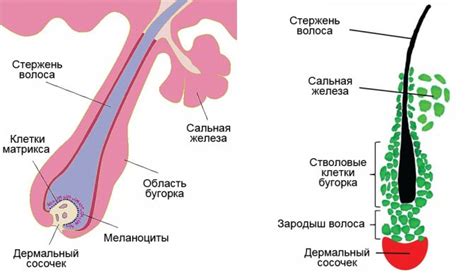 Причины возникновения растущего фолликула