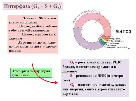 Причины возникновения сбитого цикла