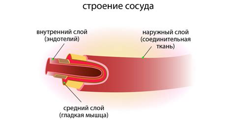 Причины возникновения ширнутых вен