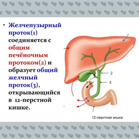 Причины выделения желчи