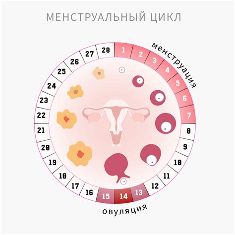 Причины задержки месячных на 8 дней