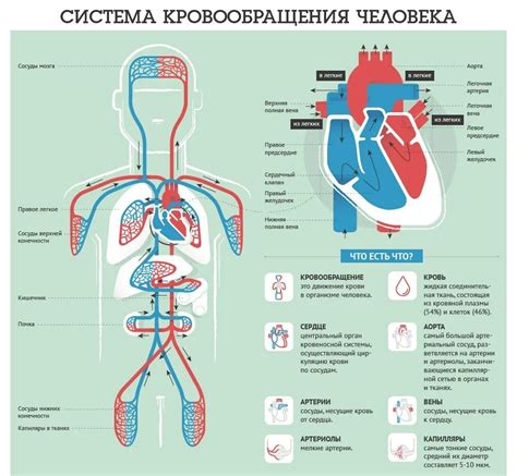 Причины затруднения кровообращения в организме