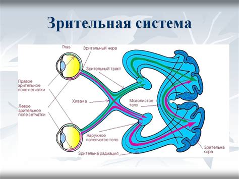 Причины зевания и его физиология