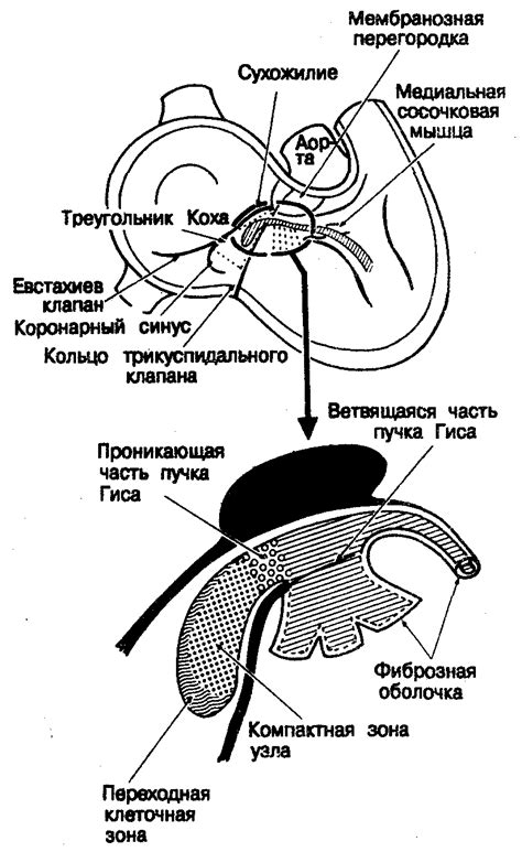 Причины изменения предсердного компонента