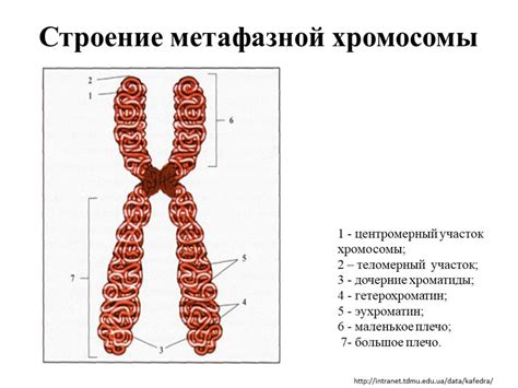 Причины инверсии 9 хромосомы