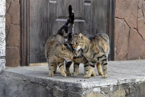 Причины и значение, когда у кота хвост трубой