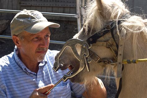 Причины и значения скрежета зубами у лошади