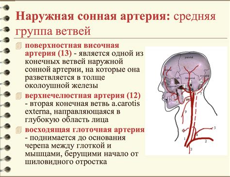 Причины и особенности отсутствия пульсации на сонной артерии