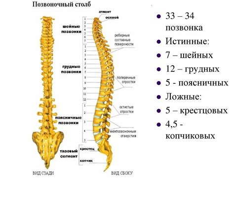 Причины и особенности рождения вечером