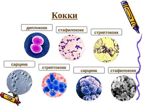 Причины наличия кокков в мазке у женщин