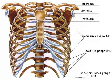 Причины наличия органов грудной клетки без видимой патологии