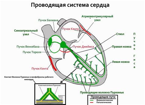 Причины нарушения межпредсердной проводимости