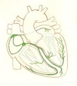 Причины нарушения сердечной проводимости
