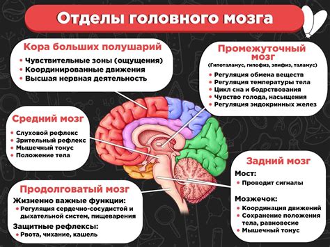 Причины нарушения функции головного мозга