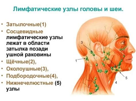 Причины невизуализации лимфоузлов шеи