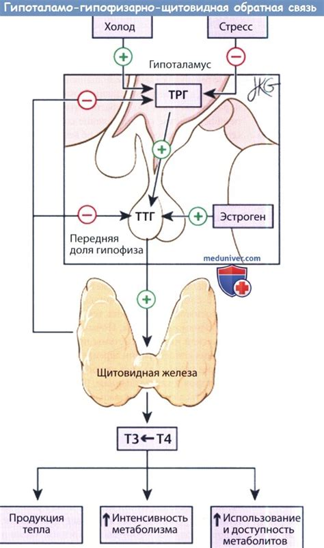 Причины недостатка гормонов щитовидной железы