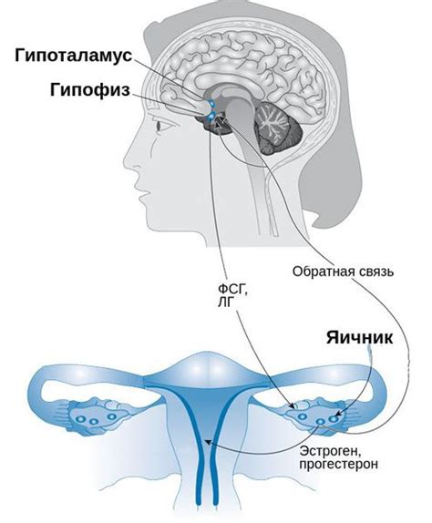 Причины нейроэндокринных заболеваний