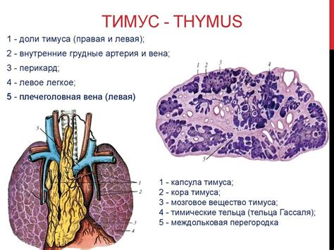 Причины неполной редукции тимуса: