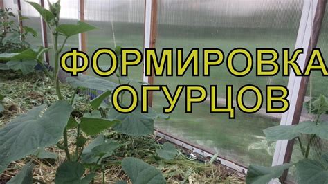 Причины неурожайности огурцов в теплице