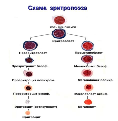 Причины образования серповидных эритроцитов