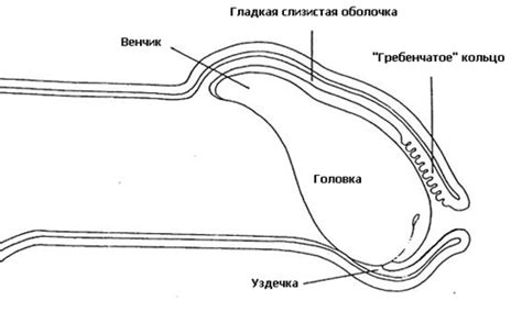 Причины образования уздечки у девочек