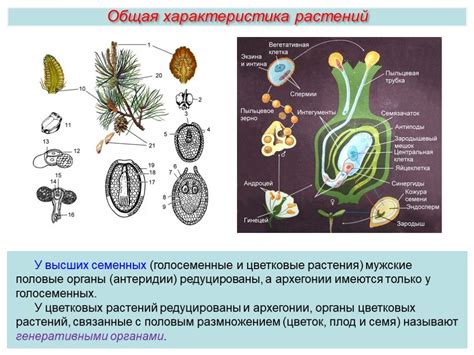 Причины отсутствия плодов у голосеменных растений