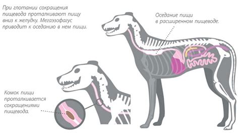 Причины перекуса у собак