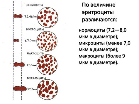 Причины повышения гетерогенности объема эритроцитов: возможные факторы