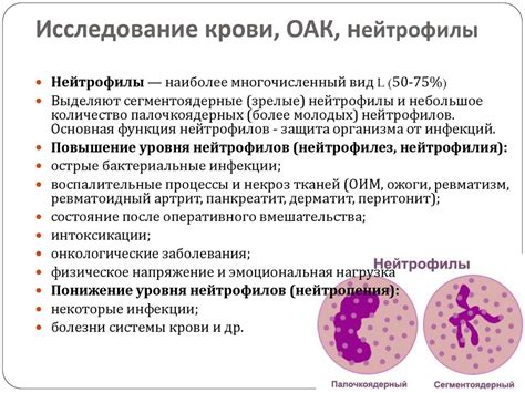 Причины повышения нейтрофилов в организме