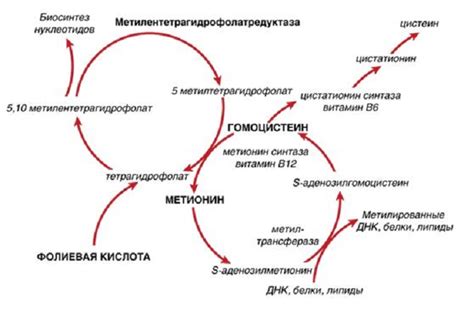 Причины повышения уровня гомоцистеина