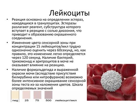 Причины повышения уровня лейкоцитов