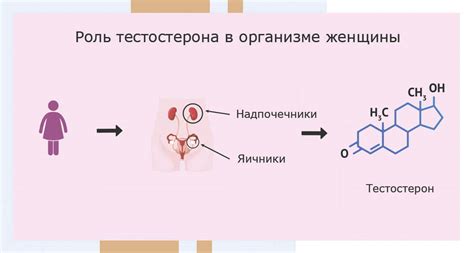 Причины повышенного содержания тестостерона у женщин