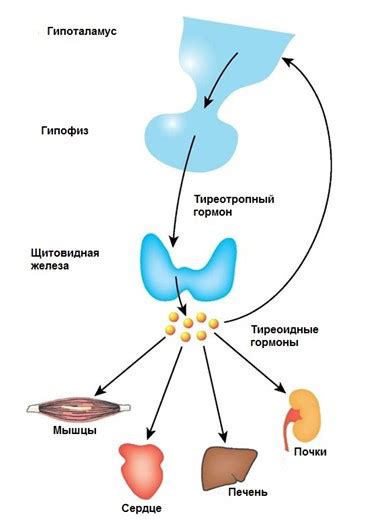 Причины повышенного уровня гормона ТТГ у женщин