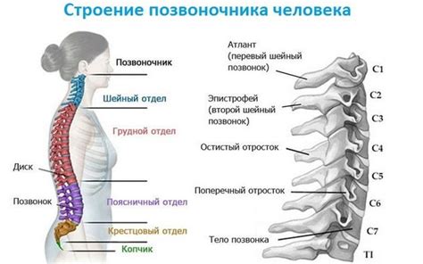 Причины появления хруста позвоночника