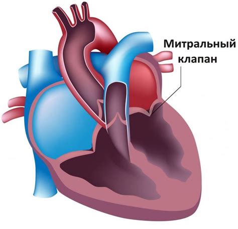 Причины пролабирования митрального клапана