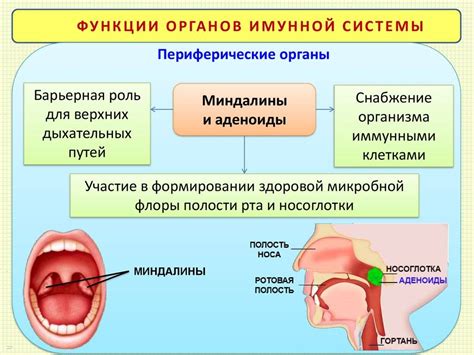 Причины развития гланд аденоидов