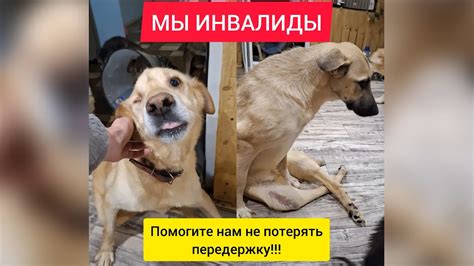 Причины развития спинальницы