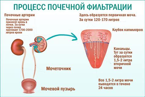 Причины развития хронического пиелонефрита у мужчин